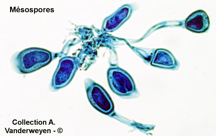Puccinia linosyridis-caricis