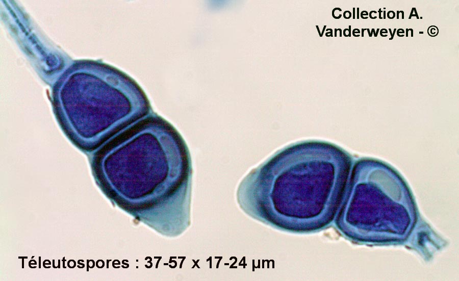 Puccinia linosyridis-caricis