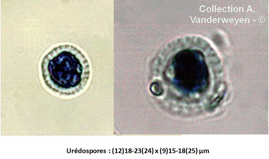 Puccinia linosyridis-caricis
