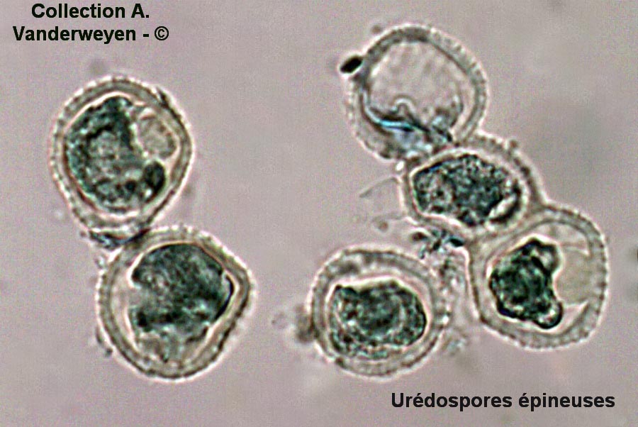 Puccinia loliina