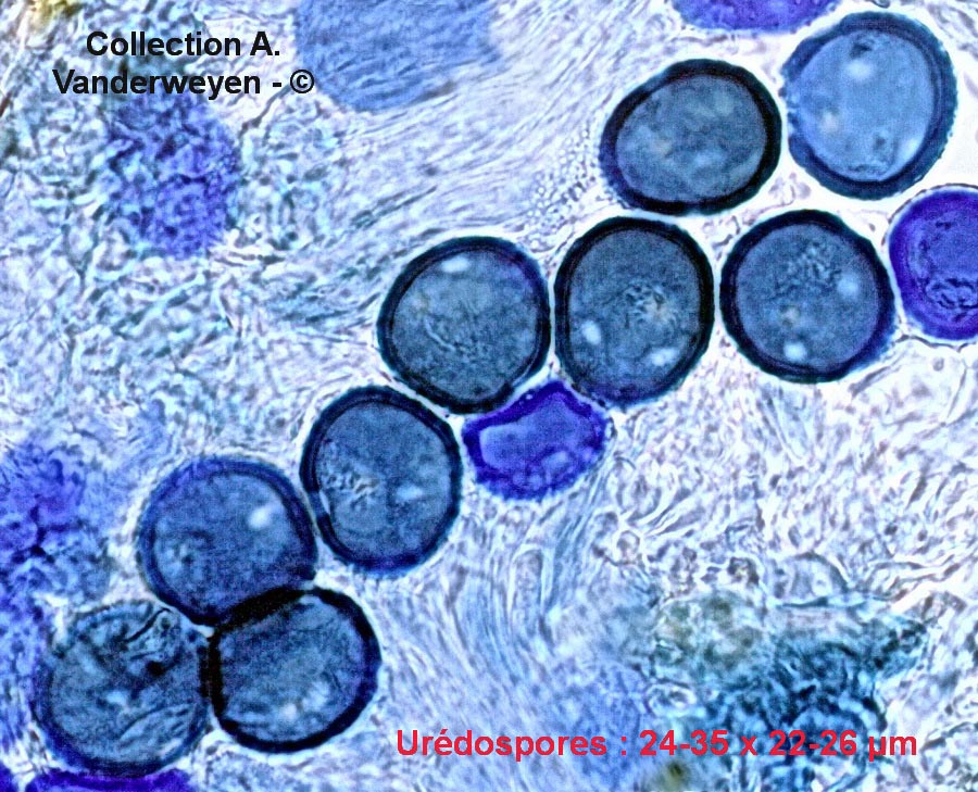 Puccinia longicornis