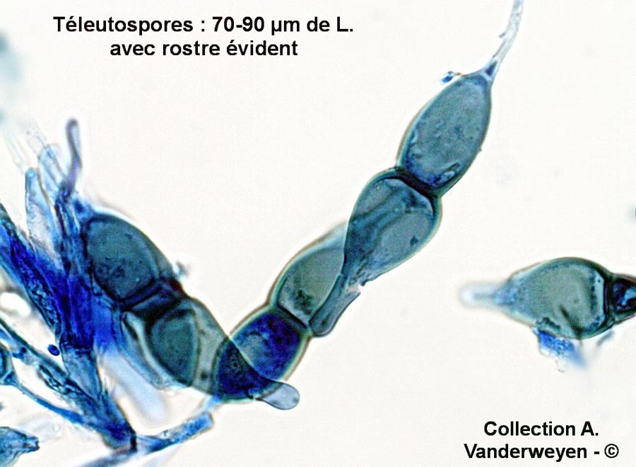 Puccinia longicornis
