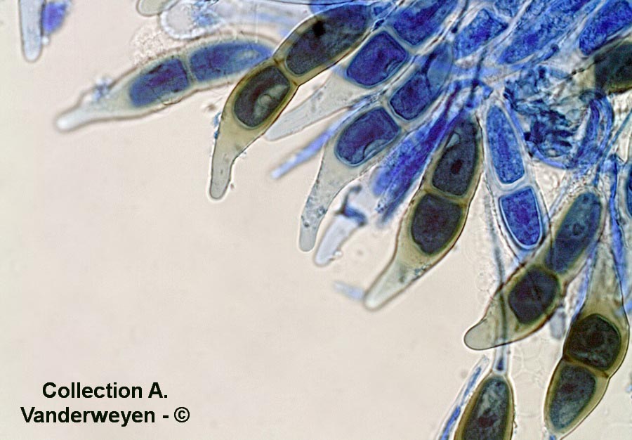 Puccinia longicornis