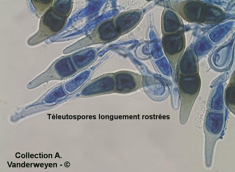 Puccinia longicornis