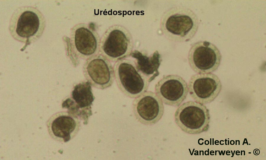 Puccinia oxalidis