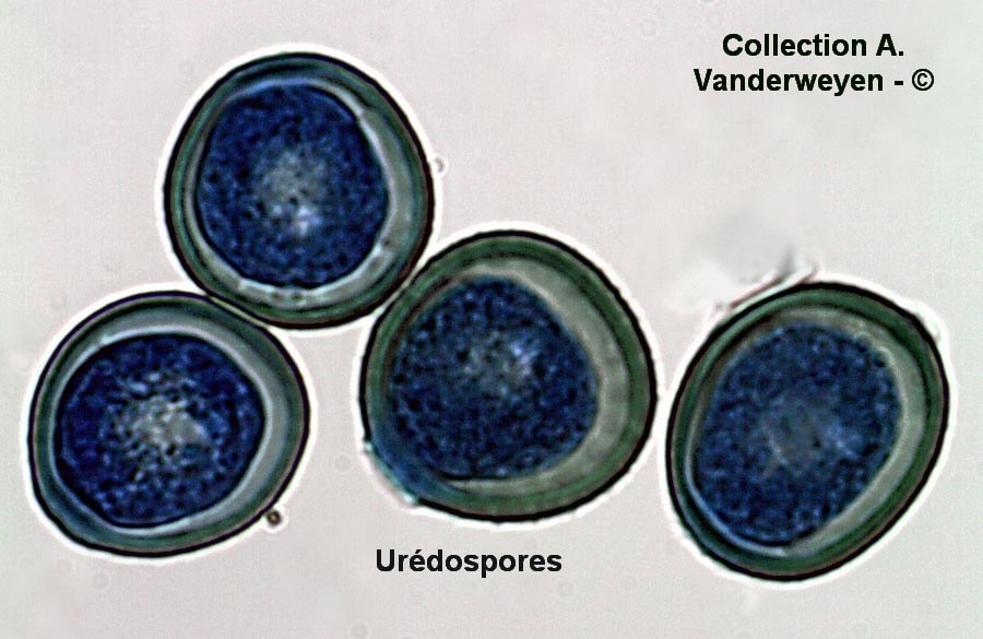 Puccinia pelargonii-zonalis