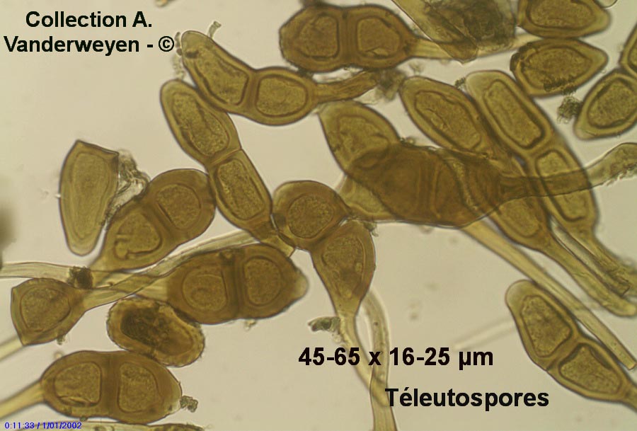 Puccinia phragmitis