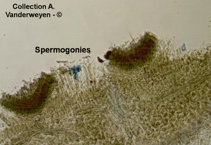 Puccinia phragmitis