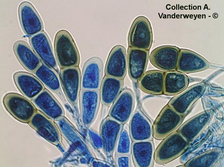 Puccinia phyllosptachydis