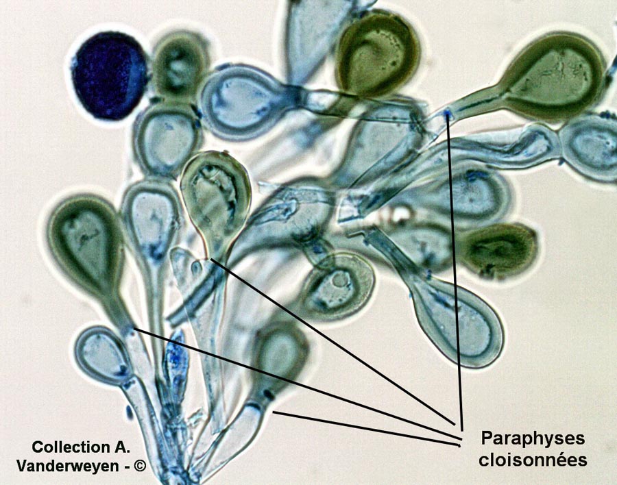 Puccinia phyllosptachydis