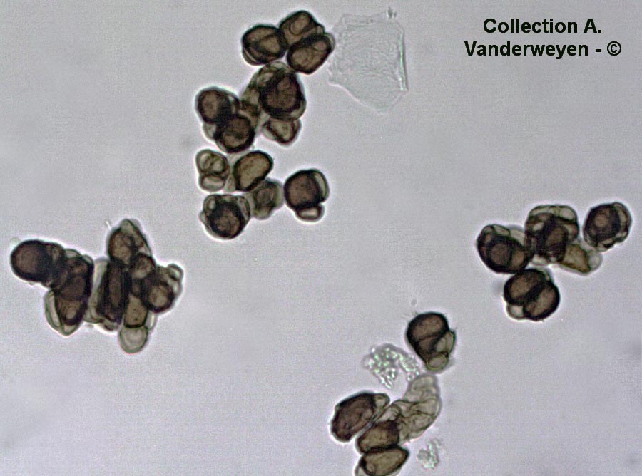 Urocystis anemones