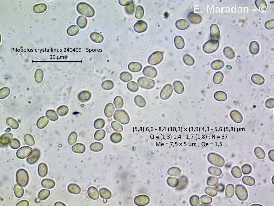 Pilobolus crystallinus