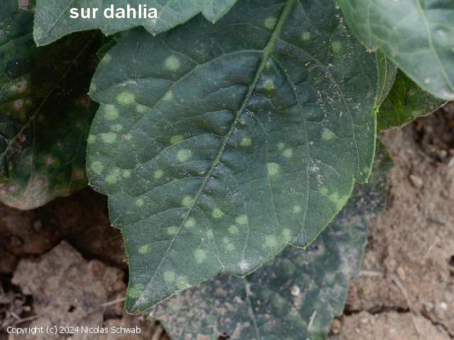 Entyloma dahliae