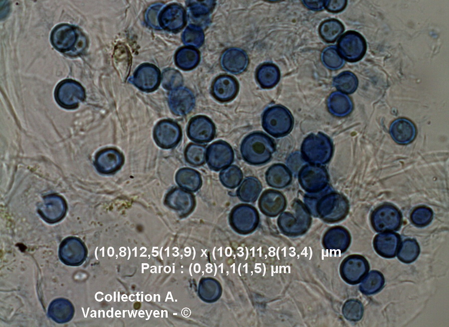 Entyloma fumaria
