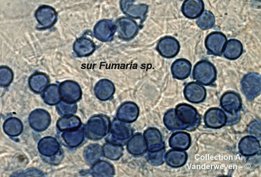 Entyloma fumaria