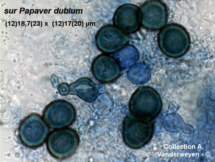 Entyloma fuscum