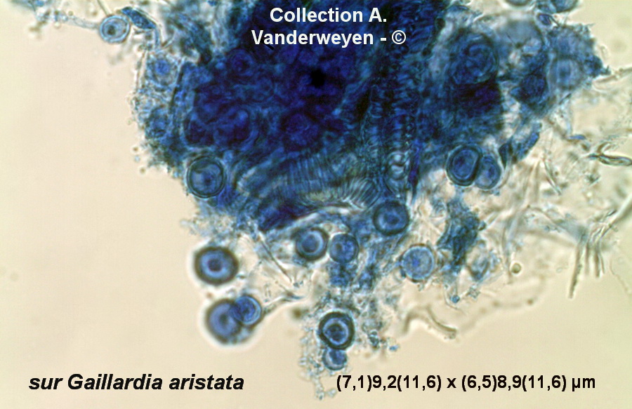 Entyloma gaillardianum