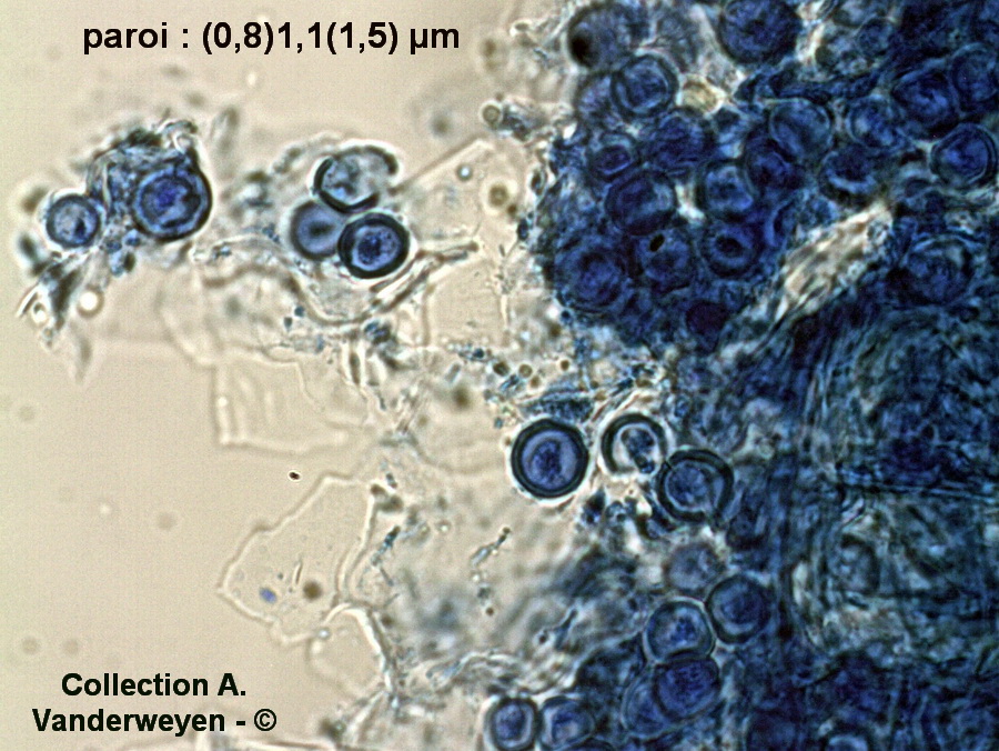 Entyloma gaillardianum