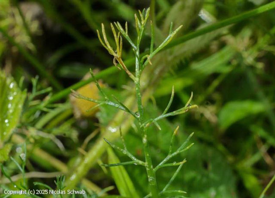 Entyloma matricariae