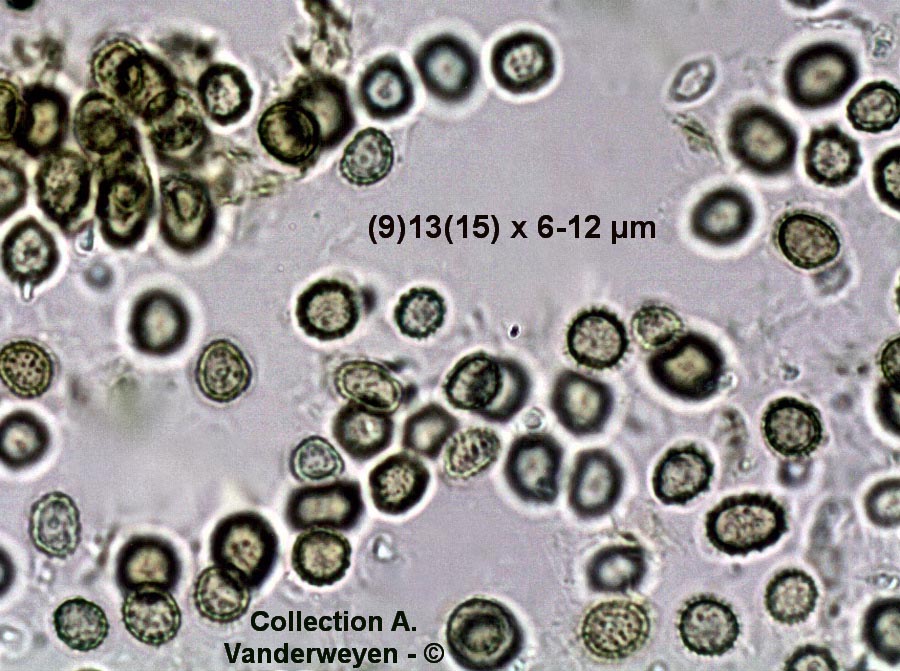Melanopsichium pennsylvanicum