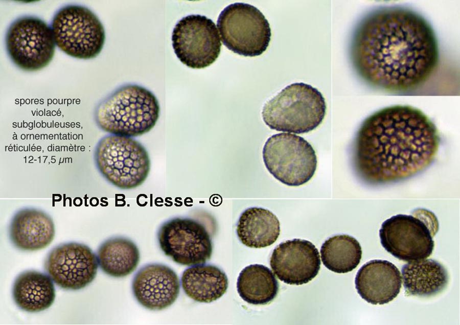 Ustilago tragopogonis-pratensis (Microbotryum tragopogonis-pratensis)