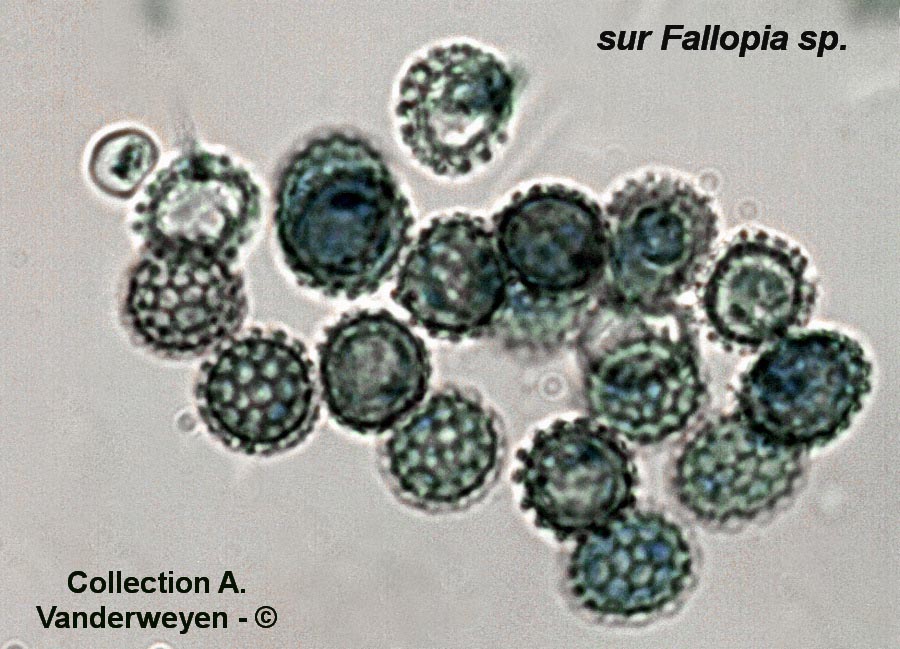 Microbotryum anomalum