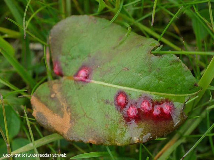 Microbotryum pustulatum