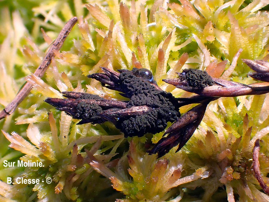 Neovossia moliniae