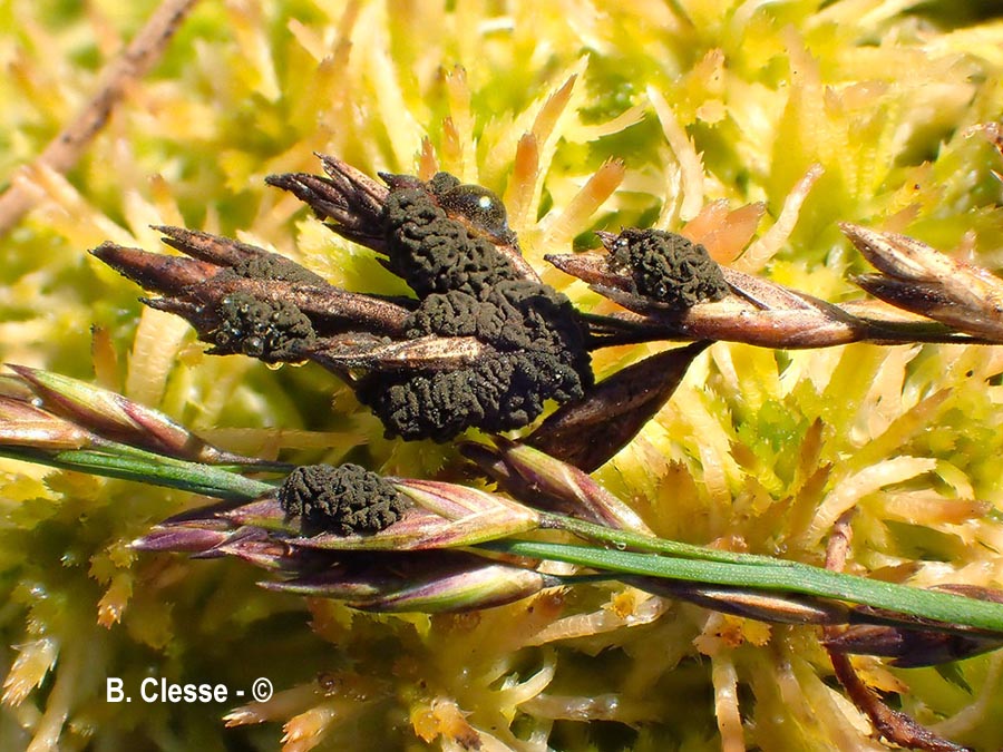 Neovossia moliniae