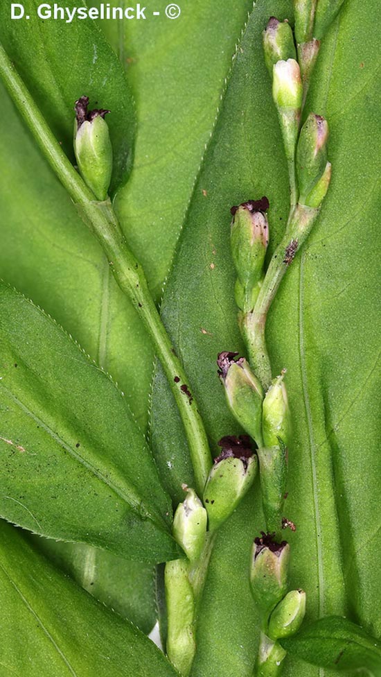 Sphacelotheca hydropiperis