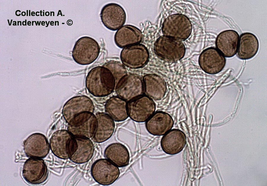 Sphacelotheca hydropiperis