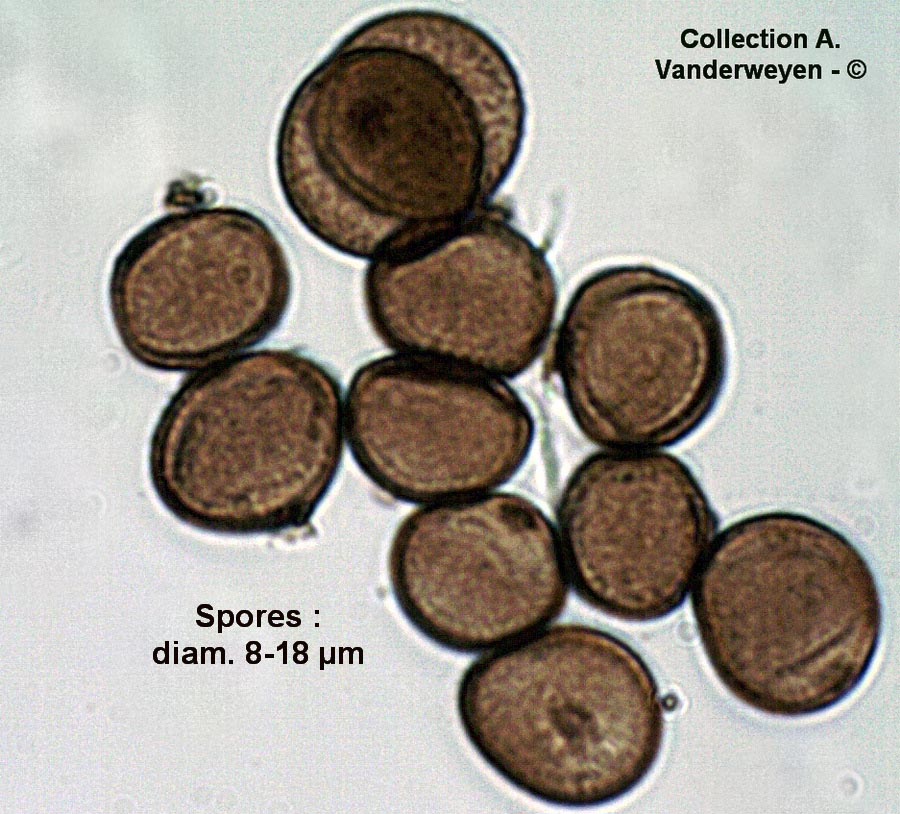 Sphacelotheca hydropiperis