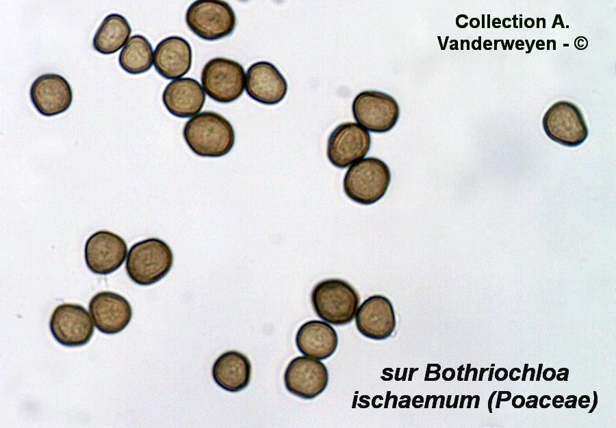 Sporisorium andropogonis