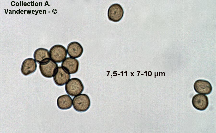 Sporisorium andropogonis