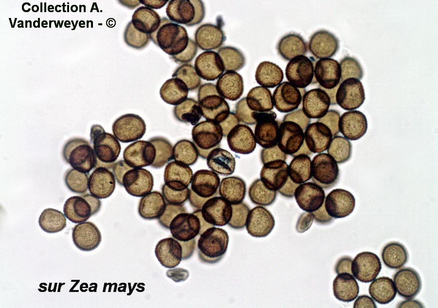 Sporisorium reilianum