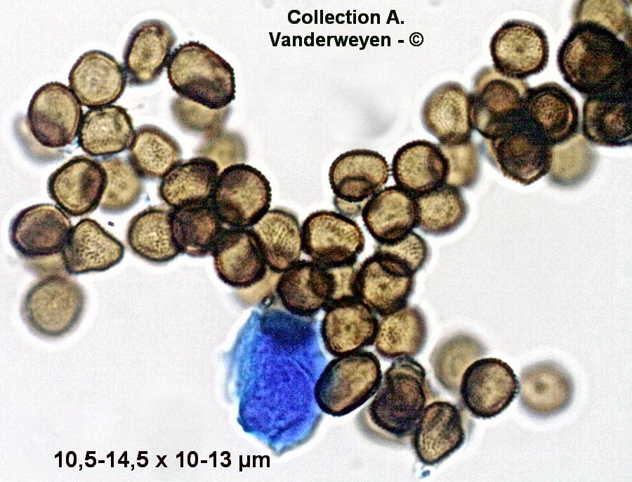 Sporisorium reilianum