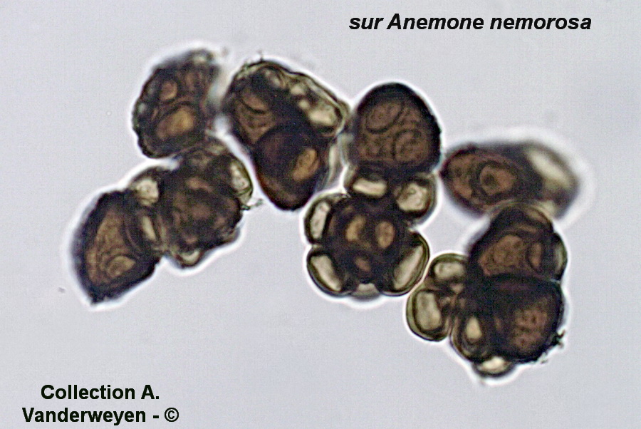 Urocystis anemones