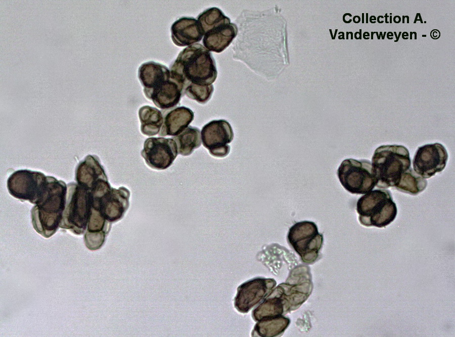 Urocystis anemones