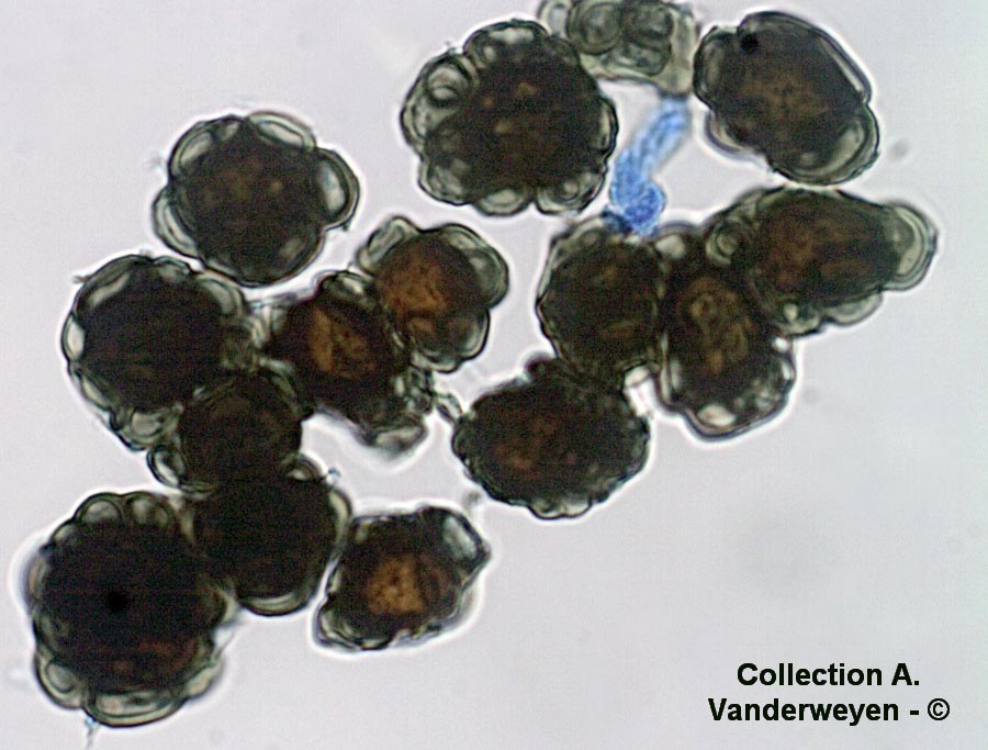 Urocystis ficariae