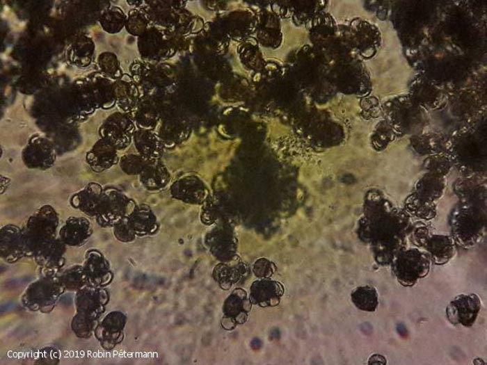Urocystis anemones