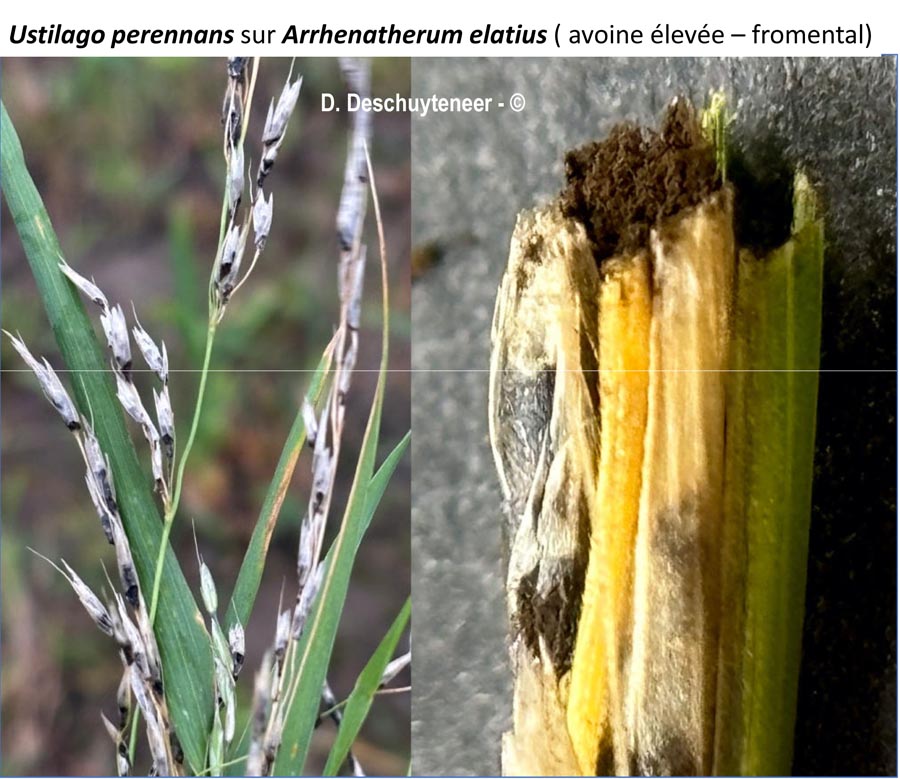 Ustilago avenae