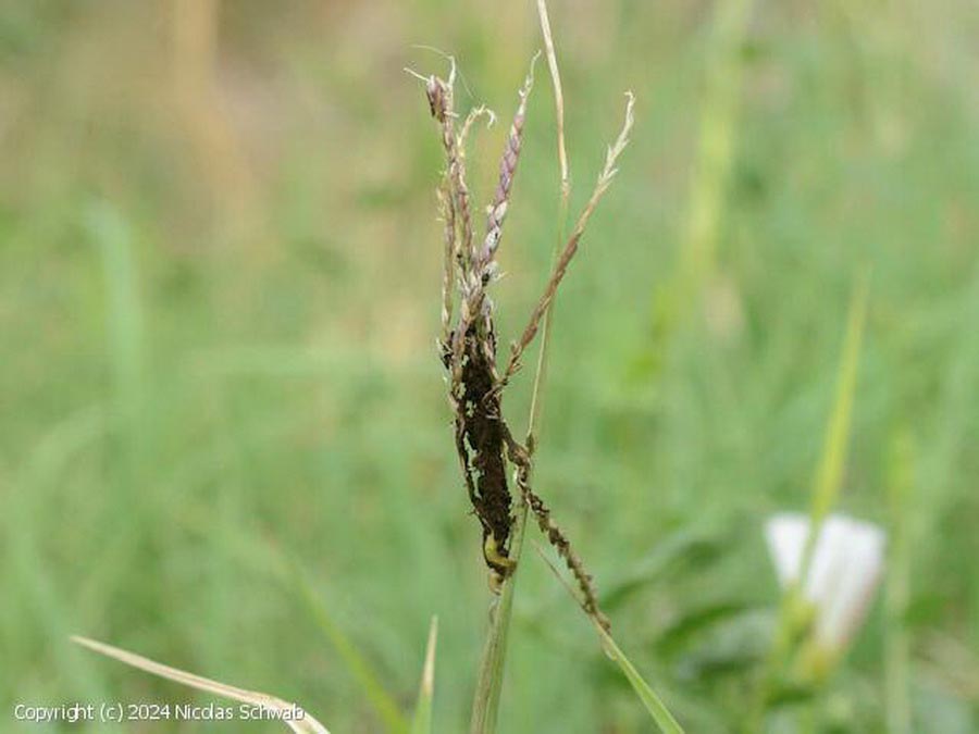 Ustilago cynodontis