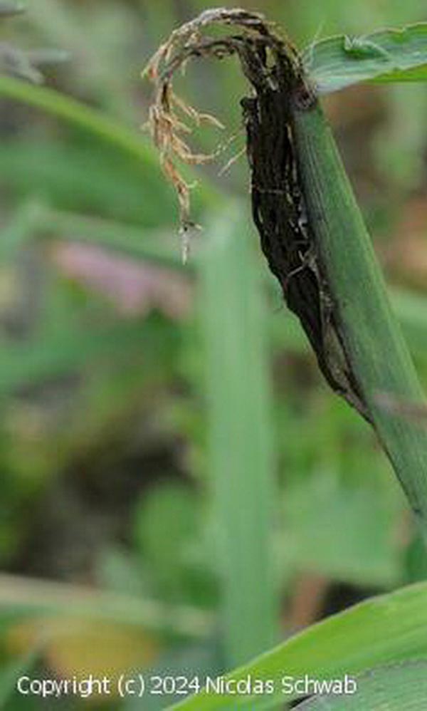 Ustilago syntherismae