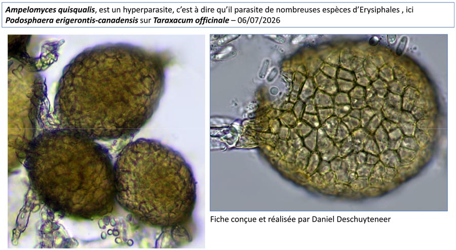 Ampelomyces quisqualis