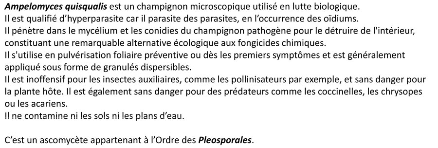 Ampelomyces quisqualis