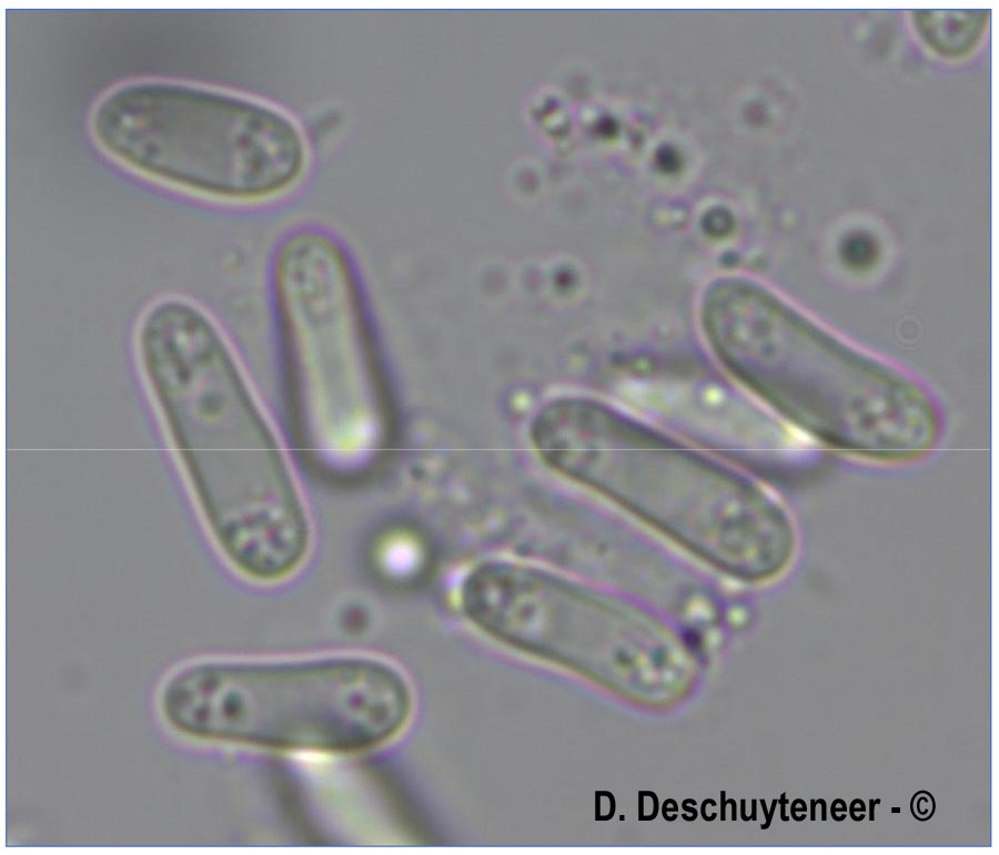 Ampelomyces quisqualis