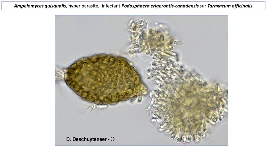 Ampelomyces quisqualis