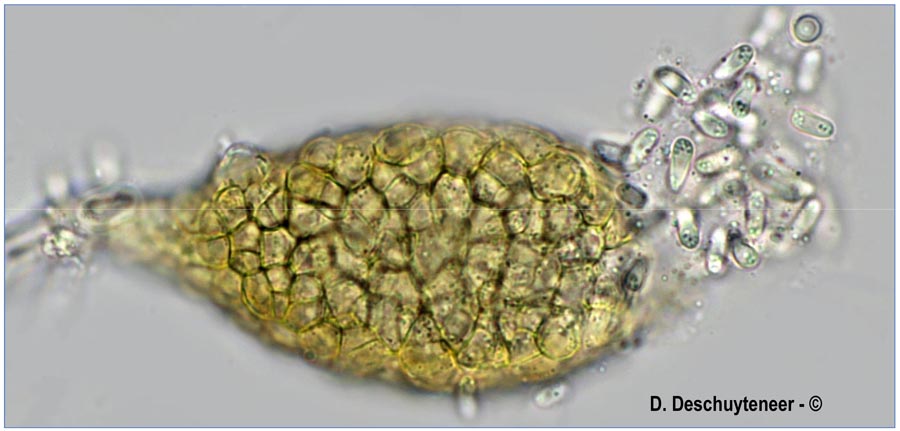 Ampelomyces quisqualis