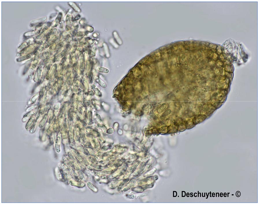 Ampelomyces quisqualis