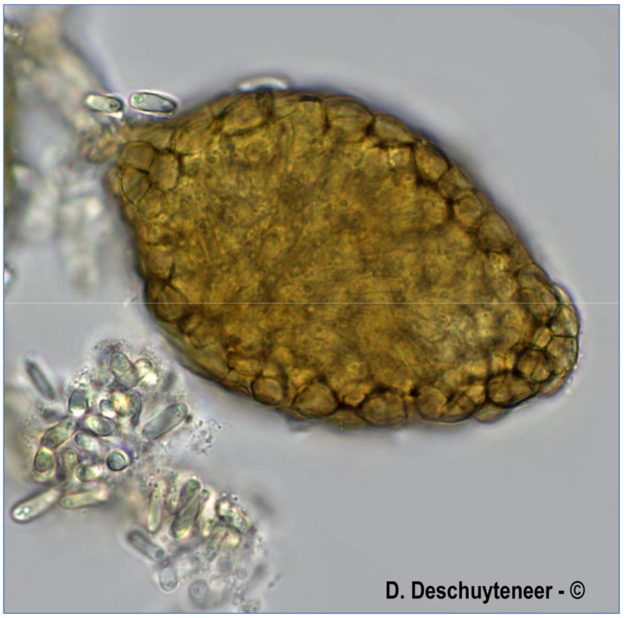 Ampelomyces quisqualis
